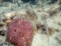 scuba diving photo