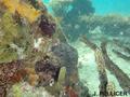 scuba diving photo