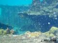 scuba diving photo