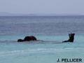 scuba diving photo