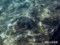 scuba diving photo