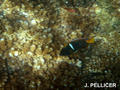 scuba diving photo