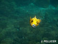 scuba diving photo