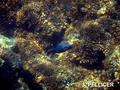 scuba diving photo