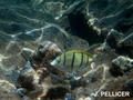 scuba diving photo