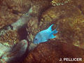 scuba diving photo