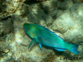 scuba diving photo