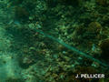 scuba diving photo