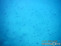 scuba diving photo