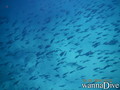 scuba diving photo