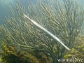 scuba diving photo