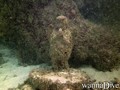 scuba diving photo