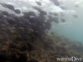 scuba diving photo