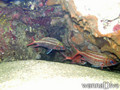 scuba diving photo