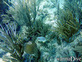 scuba diving photo