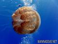 scuba diving photo