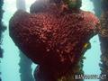 scuba diving photo