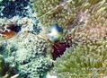 scuba diving photo