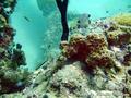scuba diving photo