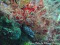 scuba diving photo