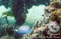 scuba diving photo