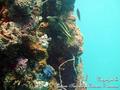 scuba diving photo