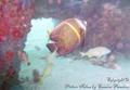 scuba diving photo