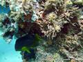 scuba diving photo