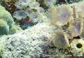 scuba diving photo