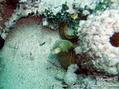 scuba diving photo