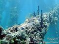 scuba diving photo