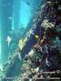 scuba diving photo