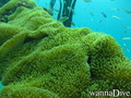 scuba diving photo