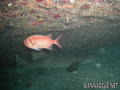 scuba diving photo