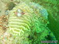 scuba diving photo