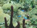 scuba diving photo