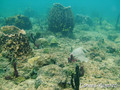 scuba diving photo