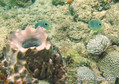 scuba diving photo