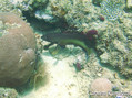 scuba diving photo