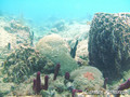 scuba diving photo