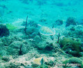 scuba diving photo