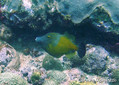 scuba diving photo