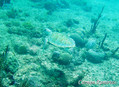 scuba diving photo