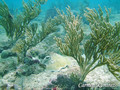 scuba diving photo