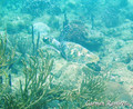 scuba diving photo