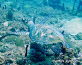 scuba diving photo