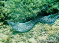 scuba diving photo