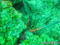 scuba diving photo