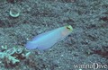 scuba diving photo