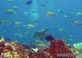 scuba diving photo
